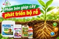 Phân bón giúp cây phát triển bộ rễ | NÔNG NGHIỆP ĐHĐ