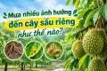 Mưa nhiều ảnh hưởng đến cây ăn trái như thế nào