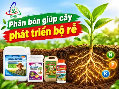 Phân bón giúp cây phát triển bộ rễ | NÔNG NGHIỆP ĐHĐ