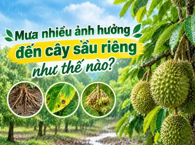 Mưa nhiều ảnh hưởng đến cây ăn trái như thế nào