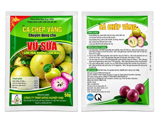 CÁ CHÉP VÀNG – VÚ SỮA